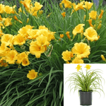 Hemerocallis Full And Round Double Yel 1 Gallon Hemerocallis Double Yellow Plant Perennials Live Plant Fr7