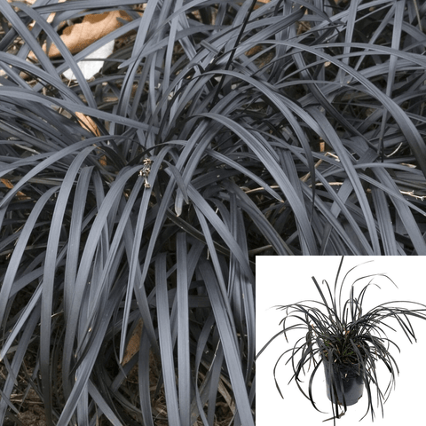 Ophiopogon Plan Nigrescens 1 Gallon Plant Mondo Grass Pot Live Plant Ho7