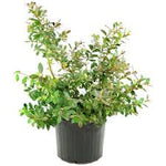 Blueberry Emerald 2Gallon Plant Highbush Blueberry Jubilee Plant Vaccinium Corymbosum Jubilee Plant Outdoor Fruit Tree Live Plant Fr7