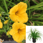 Hemerocallis Pojo Plant Yellow Daylily Hemerocallis Pojo Plant Hemerocallis Pojo 1Gallon Plant Perennials Outdoor Plant
