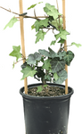 Hedera Helix Ritterkreuz Staked Plant English Ivy 1Gallon A+ Live Plant Ho7 Groundcovering Wall Covering Ivy Ht7