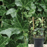 Hedera Helix Ritterkreuz Staked Plant English Ivy 1Gallon A+ Live Plant Ho7 Groundcovering Wall Covering Ivy Ht7