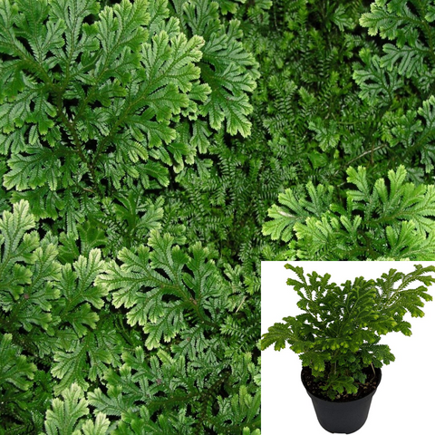 Selaginela Fern 6Inches Pot Indoor Houses Air Purifying Shrub Live Plant