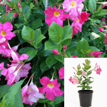 Red Riding Hood Dipladenia Plant Dipladenia Red Riding Hood Shrub 5Gallon