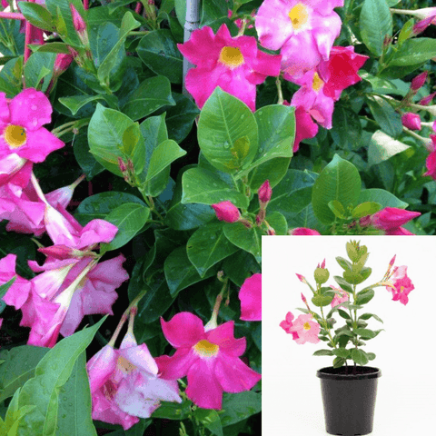 Red Riding Hood Dipladenia Plant Dipladenia Red Riding Hood Shrub 5Gallon