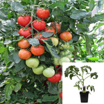 Tomato Early Girl Plant 4Inches Pot Jb4 Bright Color Good Flavor Tomatoes Determ Live Plant Ht7