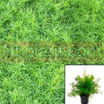 Fern Asparagus Den Meyerii 2 Gallon Den Sprengeri Compacta Densiflorus Live Plant Gg7