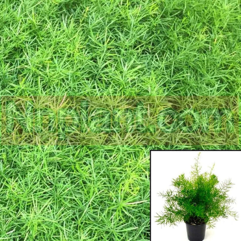 Fern Asparagus Meyerii 2Gallon Fern Asparagus Den Sprengeri Compacta 2Gallon Asparagus Densiflorus Asparagus Fern Live Gg7