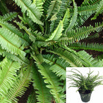 Fern Nephrolepis Cordifolia 5 Gallon large Fishbone Fern Plant Tuberous southern Sword Fern Plant Narrow Sword Fern Outdoor Live Plant Ght7