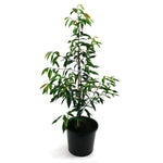 Xylosma Congestum 1Gallon Plant Shiny Xylosma Evergreen Shrub Plant Dense Fr7