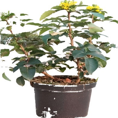 Mahonia Repens Plant Oregon Grape Yellow 5Gallon Creeping Mahonia Creeping Oregon Grape Creepin Live Plant Fr7