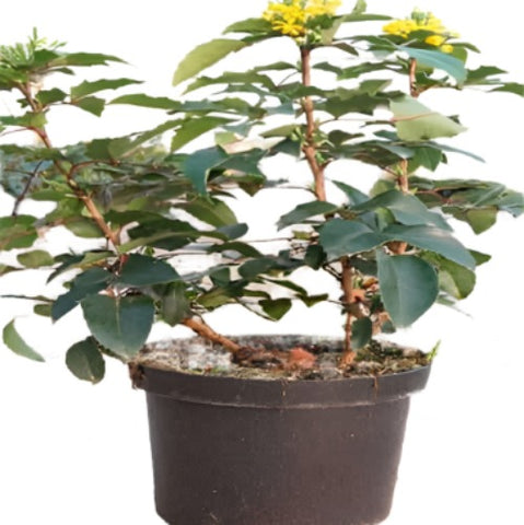 Mahonia Aquifolium Plant Oregon Grape Yellow 5Gallon Plant Oregon Grape Hollyleaved Barberry Orego Live Plant Fr7