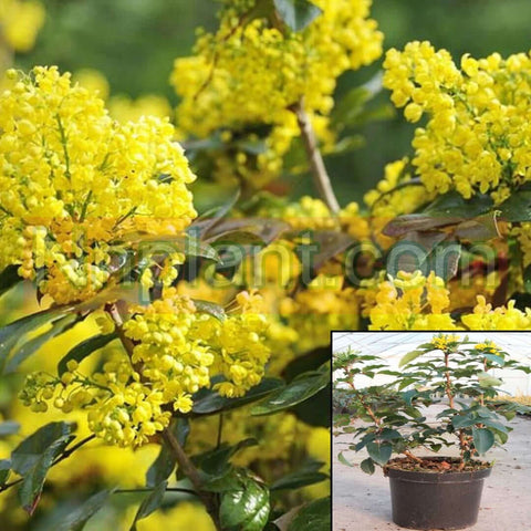 Mahonia Aquifolium Plant Oregon Grape Yellow 1Gallon Plant Oregon Grape Hollyleaved Barberry Orego Shrubs Live Plant Fr7