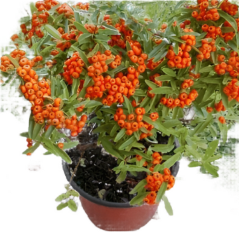 Pyracantha F Graberi Staked 5Gallon Plant Pyracantha Fortuneana Graberi Plant Firethorn Live Plant Outdoor Plant Ht7