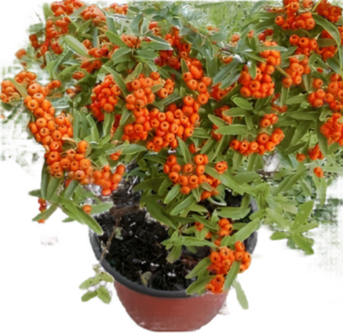 Pyracantha Graberi 5Gallon Plant Pyracantha Fortuneana Graberi Plant Firethorn Live Plant Outdoor Plant