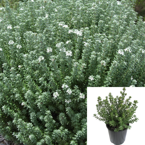 Westringia Grey Box Plant Westringia Fruticosa 1Gallon Live Plant Outdoor Plant Bush Gr7