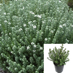 Westringia Grey Box Plant Fruticosa 5 Gallon Live Plant Outdoor Bush Gr7