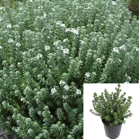 Westringia Grey Box Plant Fruticosa 5 Gallon Live Plant Outdoor Bush Gr7