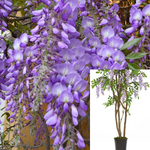 Wisteria Sinesis Plant Chinese Wisteria Light Purple Plant Wisteria Sinensis 5Gallon Live Plant Outdoor Plant Tree Gr7