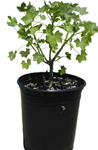Lavatera Bicolor 5Gallon Light Purple Lavatera Maritima Tree Mallow Pink Purple Flower Gr7Ht7 Best Live Plant
