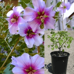 Lavatera Bicolor 5Gallon Light Purple Lavatera Maritima Tree Mallow Pink Purple Flower Gr7Ht7 Best Live Plant
