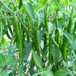 Hot Pepper Hybrid RK Seed Packet