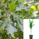 Quercus Coccinea Plant Scarlet Oak Quercus Coccinea 5Gallon Live Plant Outdoor Plant Tree Gr7