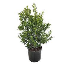 Elaeocarpus Decipiens Column 5 Gallon Plant Japanese Blueberry Tree Outdoor Live Plant Fr7
