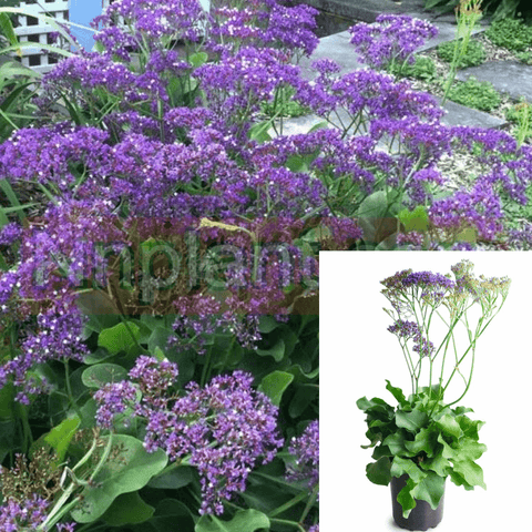 Limonium Perezii 1Gallon Plant Statice Perezii Limonium Perezii Purple Plant Marsh Rosemary Live Plant Gr7