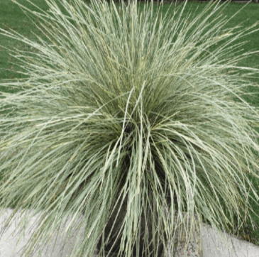 Lomandra Long Platinum Beauty 1Gallon Lomandra Platinum Beauty Plant Lomandra Longifolia Live Plant Outdoor Gr7Ht7