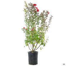 G Dynamite Standard Tree Red 5 Gallon Plant Crape Myrtle Lagerstroemia Indica Whit Ii Outdoor Outdoo