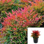 Nandina Moon Bay 5Gallon Heavenly Bamboo Privacy Red Plant 5Gallon Red Nandina Heavenly Fr7