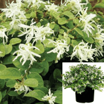 Loropetalum White 1Gallon Loropetalum Chinensis Green Plant Chinese Fringe Flower Live Plant Outdoor Fgr7