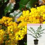 Mahonia Repens Plant Creeping Oregon Grape Yellow 1Gallon Live Plant Outdoor Plant Shrub Gr7