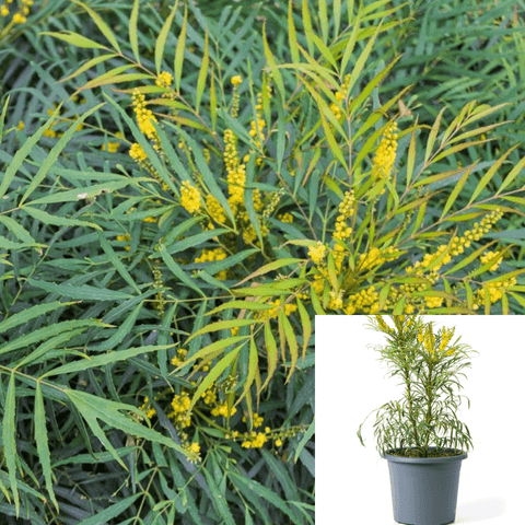 Mahonia Soft Caress 1 Gallon Berberis Eurybracteata Yellow Live Plant Outdoor Shrub Gr7
