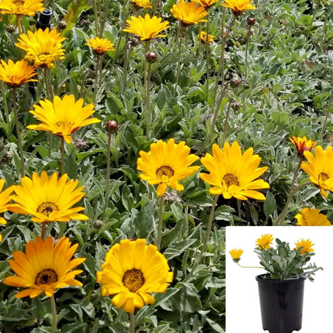 Gazania Yellow Clumping 1Gallon Plant African Daisy Plant Gazania Rigens Plant Clumping Gazenia Flower Live Plant Fr7