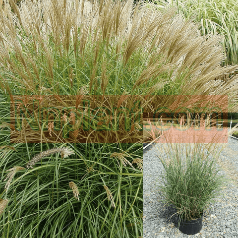 Miscanthus Sin Little Kitten Plant Eulalia Grass Plant Little Kitten Maiden Grass 1Gallon Live Plant Outdoor Plant Grass