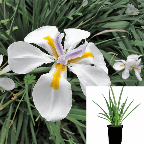 Moraea Iridioides 1Gallon Plant African Iris Plant Dietes Iridioides Fortnight Lily 1Gallon Live Plant Outdoor Plant Shr