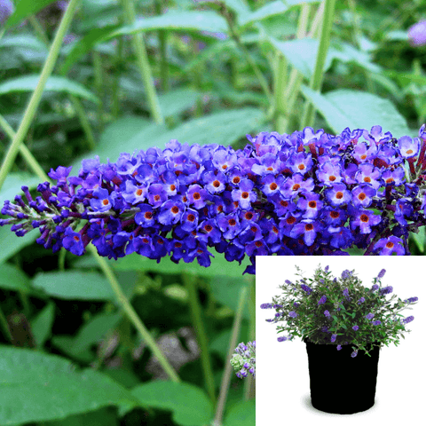 Buddleia Davidii Empire Blue 5Gallon Pot Butterfly Bush Empire Blue Plant Flower Outdoor Live Plant Ho7A