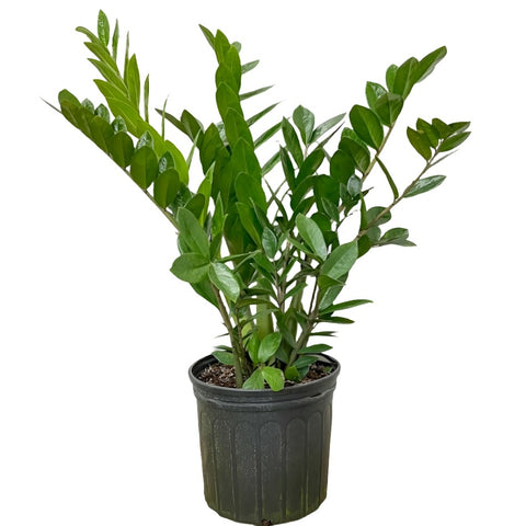 Zz Plant Zamioculcas Zamiifolia Plant 2 Gallon  Pot Emerald Palm Plant Indoor Live Plant