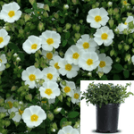 Cistus Salvifolius 5Gallon Cistus Salvifolius 5Gallon Plant White Rockrose Cistus Salviifoliussage Leaved Rock Live Plant Fr7