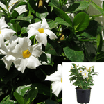 Mandevilla White 1Gallon Dipladenia White Plant Mandevilla Boliviensis Plant 1 2Ft Tall Flower Live Plant Bell Flower Ht7