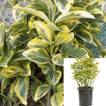 Euonymus Aureo Variegata 1Gallon Euonymus Aureo Marginata Plant Euonymus Japonicus Microphyllus Aureo Plant Gold Ht7 Best