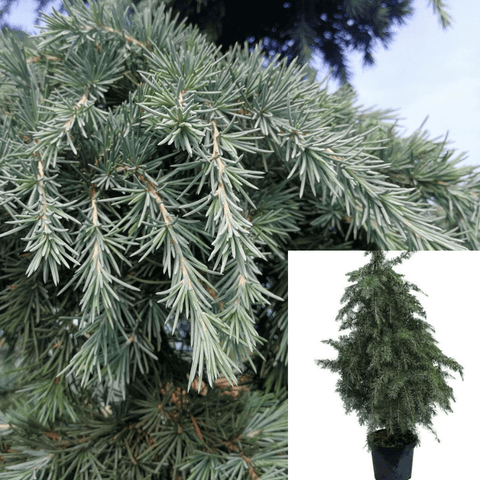 Cedrus Deodara 5Gallon Cedrus Deodara Himalayan Cedar Outdoor Live Plant Ht7