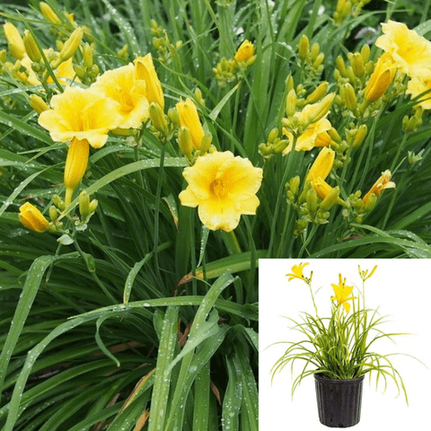 Hemerocallis Stella Oro 1Gallon Yellow Flower Plant Hemerocallis Lilioasphodelushemerocallis Flavallemo Perennials Live