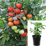 Tomato Early Girl Plant 1 gallon Bright Color Good Flavor Tomatoes Determ Live Plant Ht7
