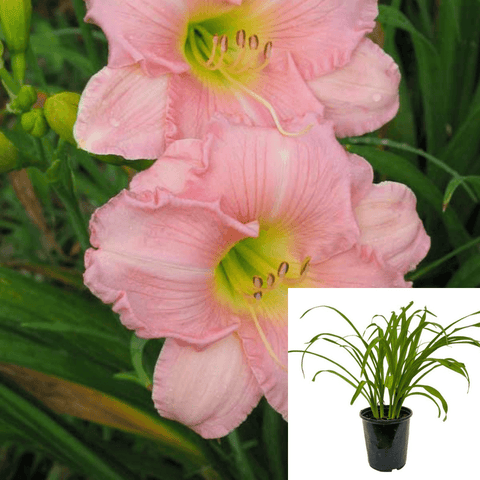 Hemerocallis Datebook 1Gallon Daylily Pink Evergreen Matur Live Plant Ht7