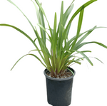 Dianella Little Becca 5Gallon Little Blue Becca Flax Lily Full Live Plant Fht7