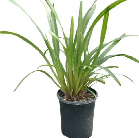 Dianella Little Becca 5Gallon Little Blue Becca Flax Lily Full Live Plant Fht7