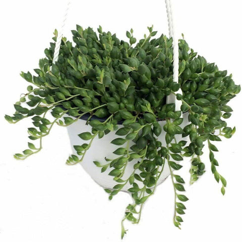 String Of Beads Rain Drop Point Succulent String Of Pear 4Inches Pot House Vine Hanging Live Plant Creeping Ht7 Best